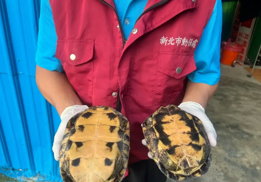 陸龜水龜差別