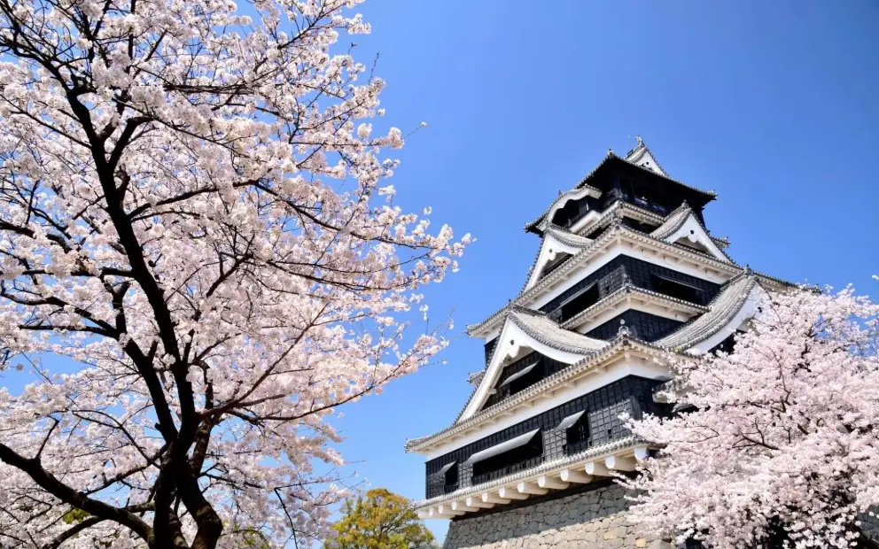 熊本城櫻花 熊本城櫻花