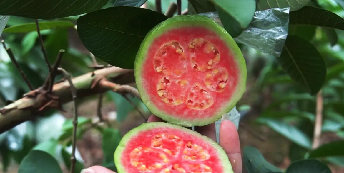 芭樂維生素C含量 芭樂維生素C含量