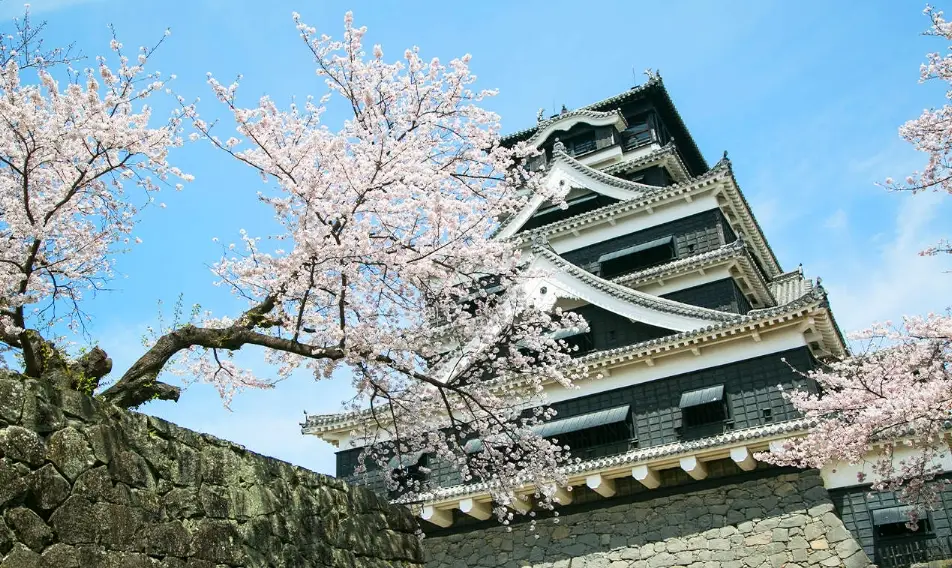 熊本城櫻花 熊本城櫻花
