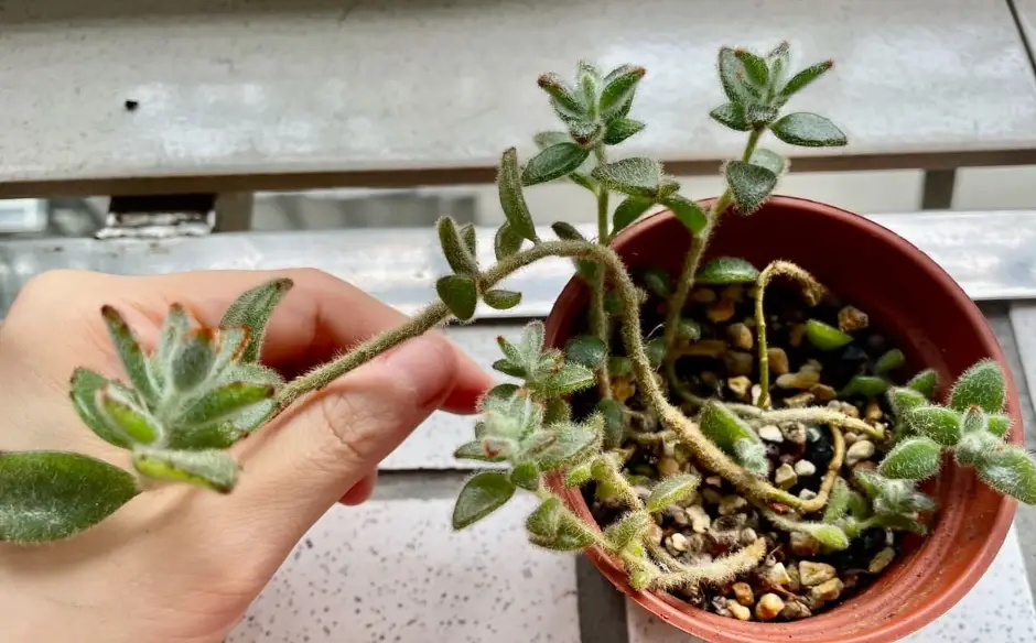 月兔耳照顧