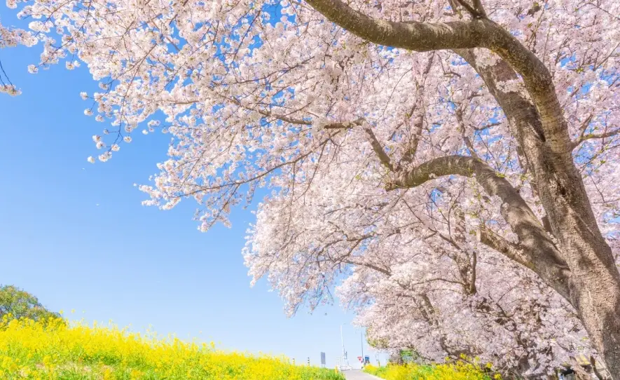 熊本賞櫻景點 熊本賞櫻景點