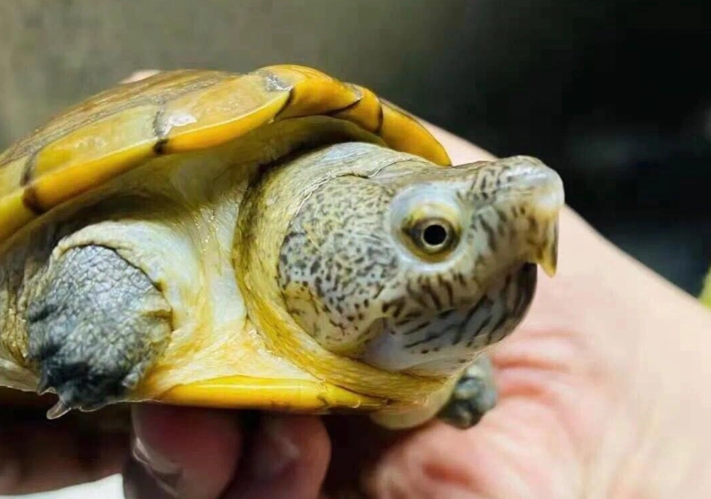 寵物龜飼養