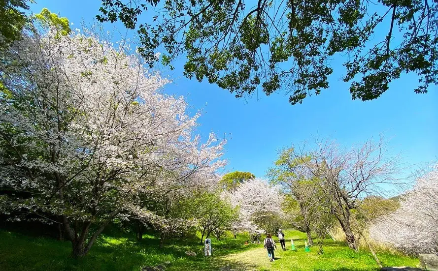 熊本賞櫻景點 熊本賞櫻景點