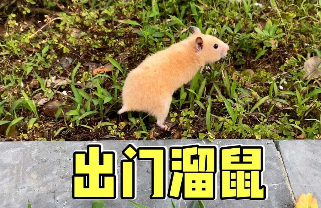 倉鼠老化症狀 倉鼠老化症狀