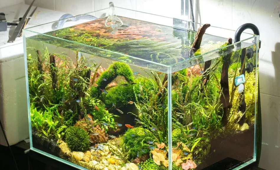 魚缸種黃金葛 魚缸種黃金葛