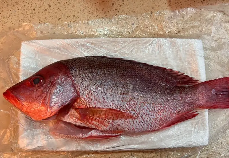 清蒸紅槽魚