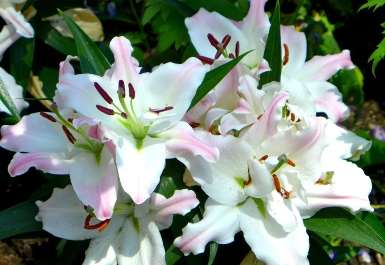 百合花照顧 百合花照顧