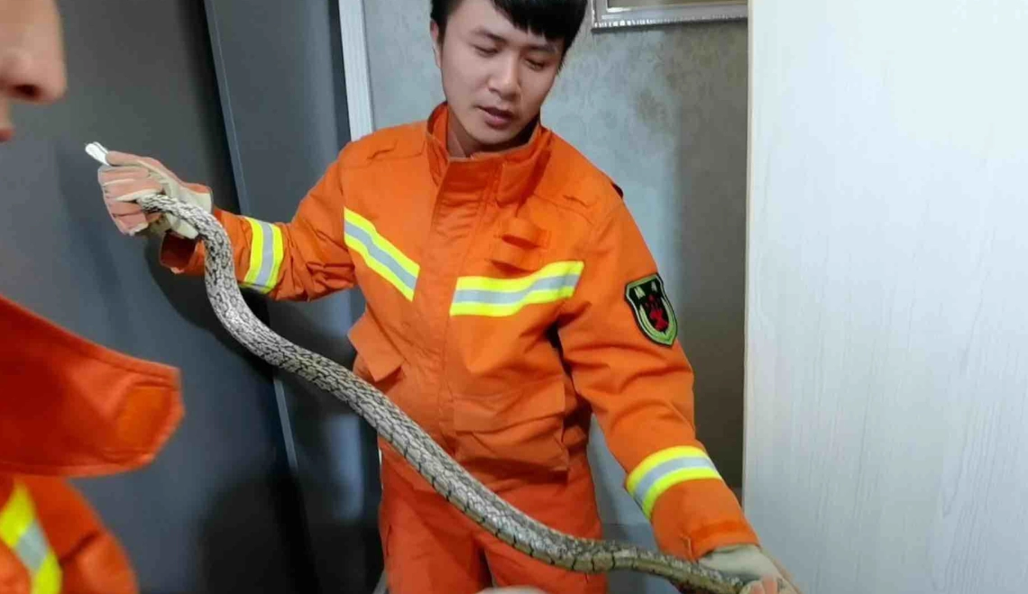 捕蜂捉蛇 捕蜂捉蛇