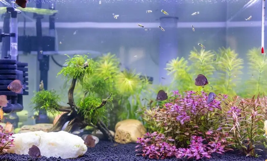 黃金葛水耕 黃金葛水耕