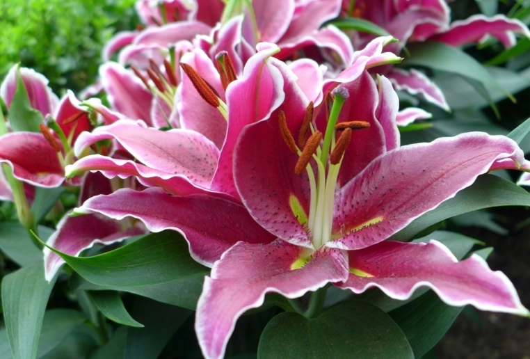 百合花照顧 百合花照顧