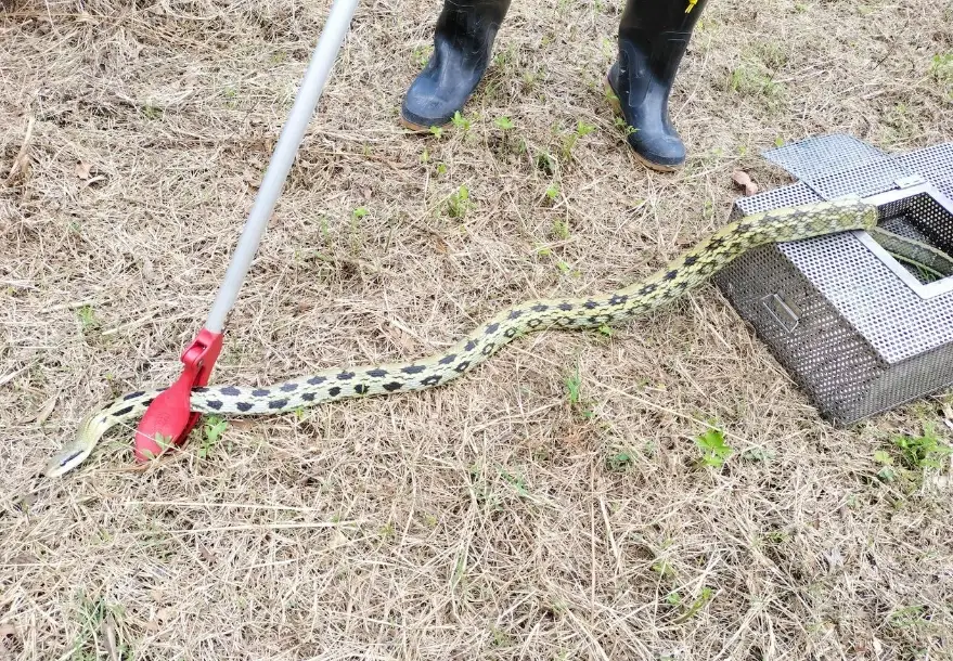 台灣毒蛇辨識 台灣毒蛇辨識