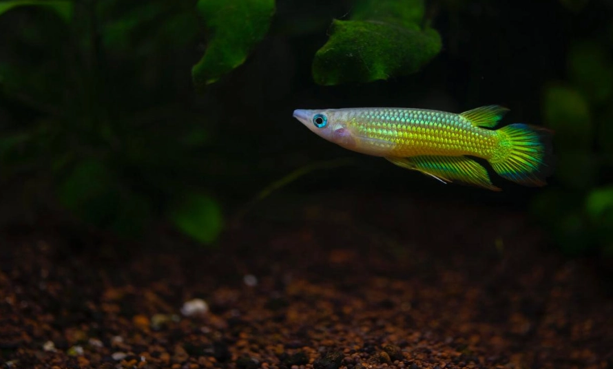 魚缸種黃金葛 魚缸種黃金葛