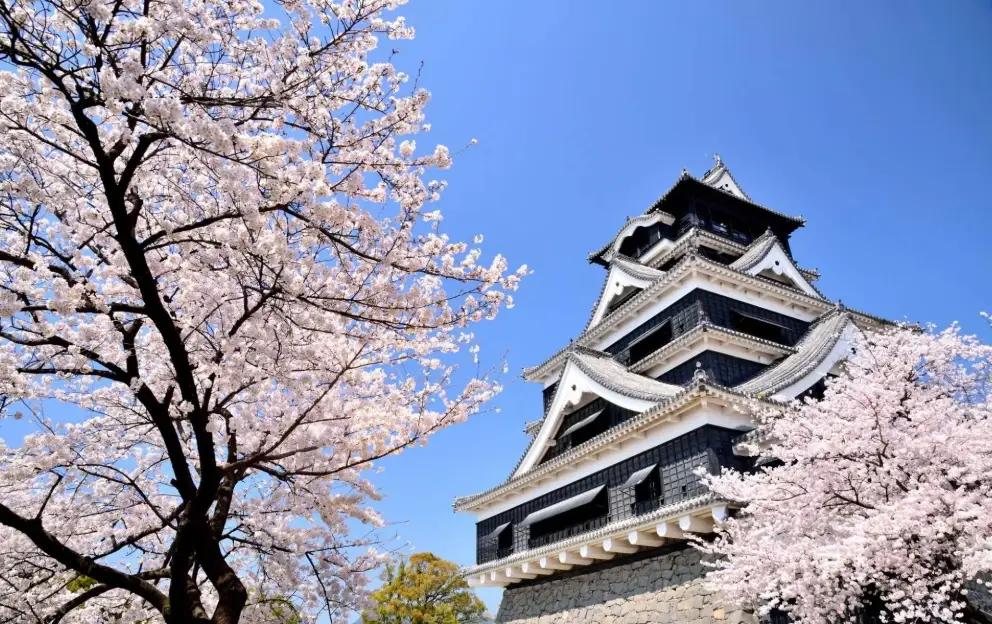 熊本城賞櫻 熊本城賞櫻