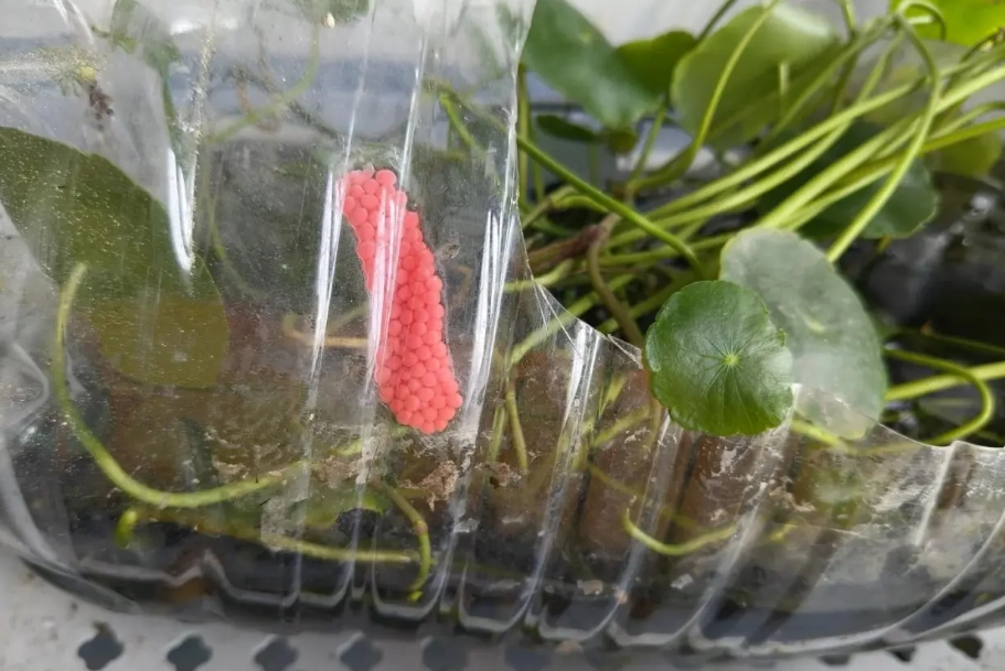 魚缸種黃金葛 魚缸種黃金葛