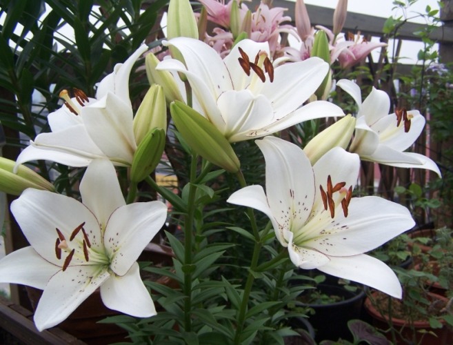 百合花花語