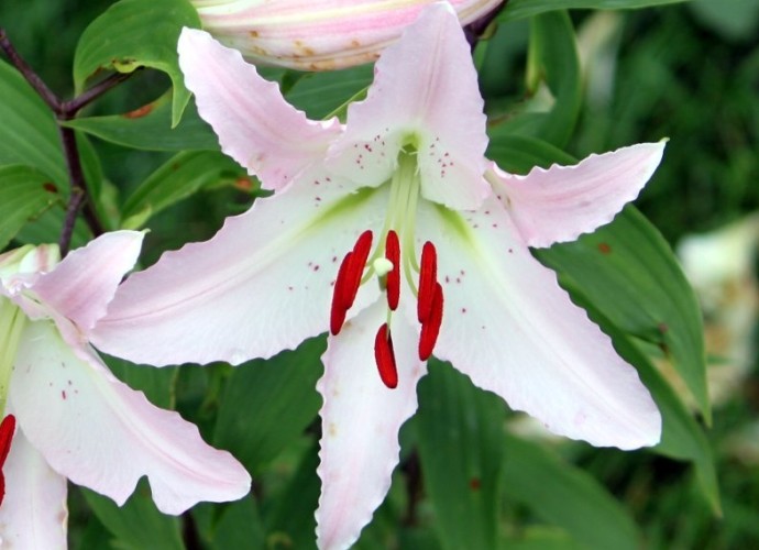百合花功效