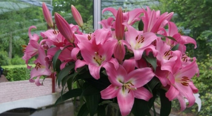 百合花花語