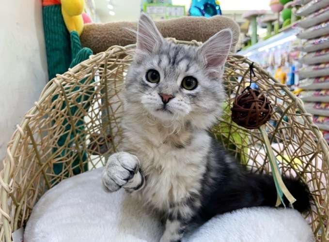 虎斑貓價錢
