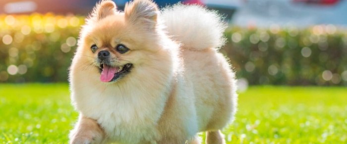 博美犬壽命