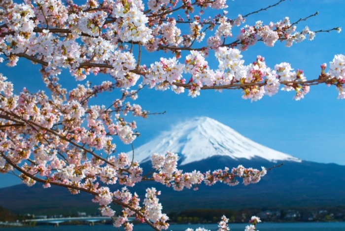 櫻花日本