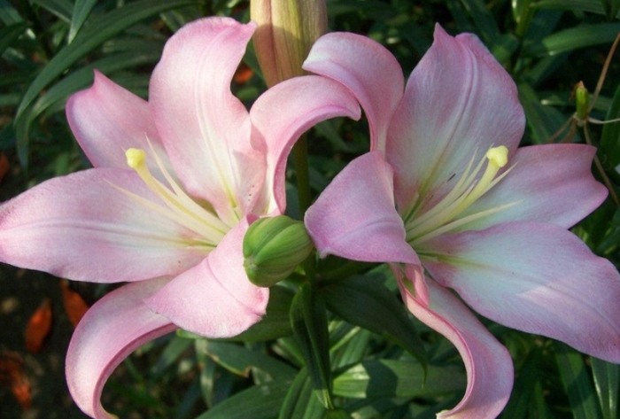 百合花種植