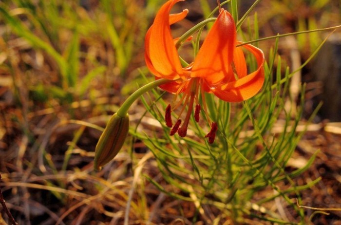 百合花功效