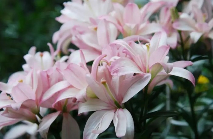 百合花種類