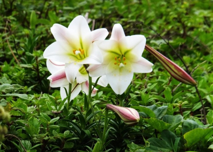 百合花養護