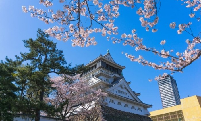 福岡櫻花