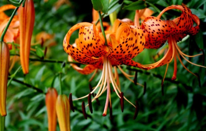 百合花種類