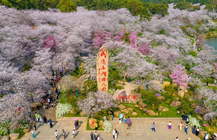 東湖櫻花林
