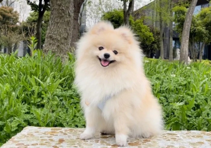 博美狗個性