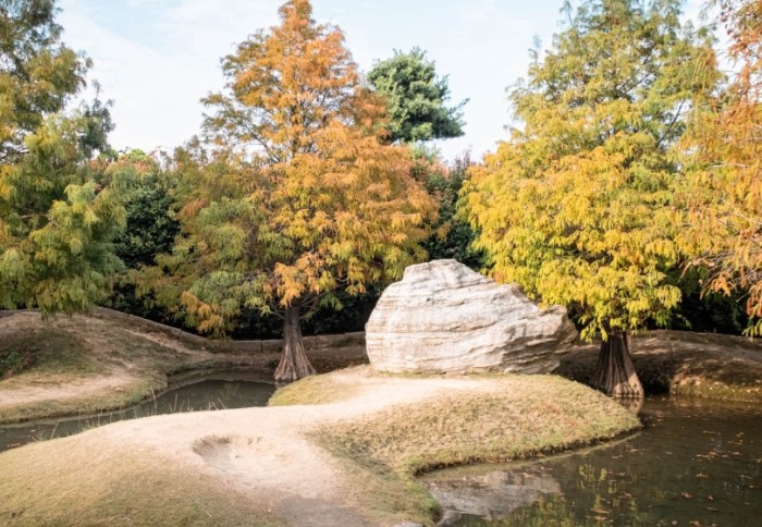 青埔落羽松秘境