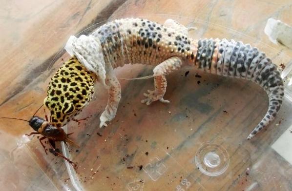 豹紋守宮脫皮 豹紋守宮脫皮