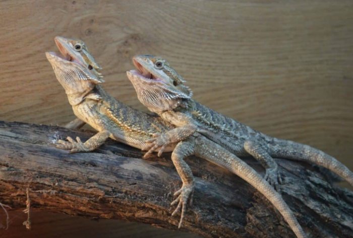 鬆獅蜥成體時間 鬆獅蜥成體時間