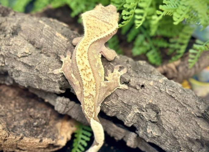 睫角守宮購買 睫角守宮購買