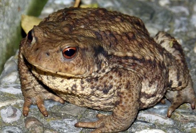 蟾蜍中毒處理 蟾蜍中毒處理