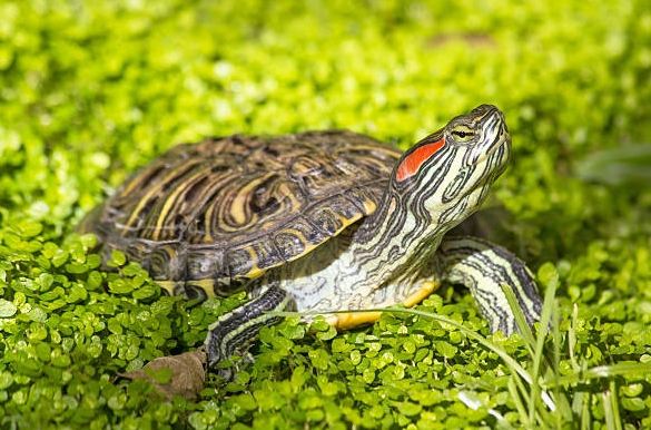 烏龜飼養技巧 烏龜飼養技巧
