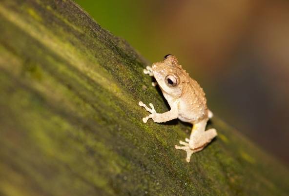 樹蛙觀察