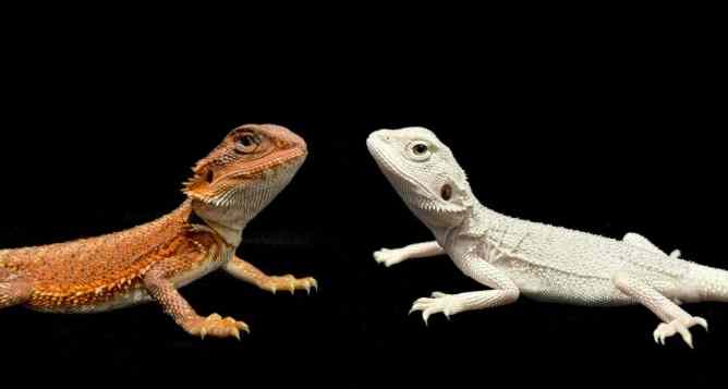 鬆獅蜥生長週期 鬆獅蜥生長週期