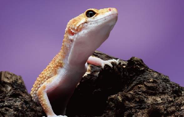 麵包蟲營養 麵包蟲營養