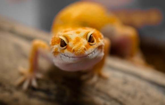 豹紋守宮水果 豹紋守宮水果