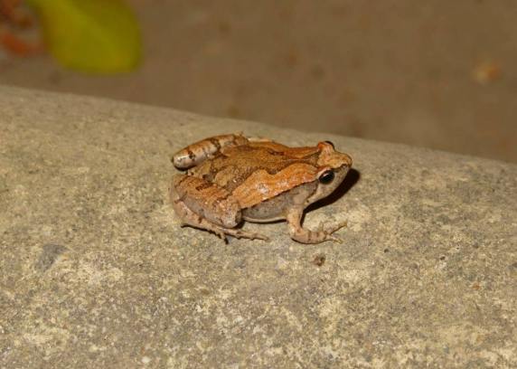 小雨蛙有毒嗎 小雨蛙有毒嗎