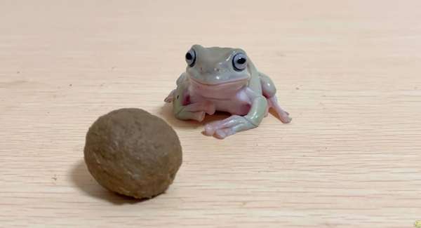 樹蛙照顧 樹蛙照顧