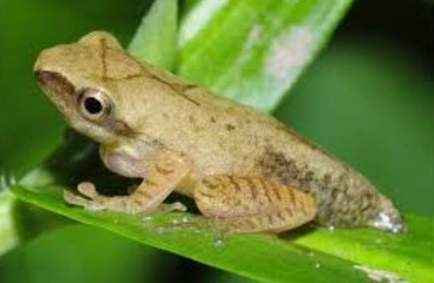 斑腿樹蛙毒性 斑腿樹蛙毒性