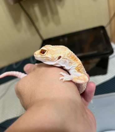 寵物守宮死亡後怎麼辦