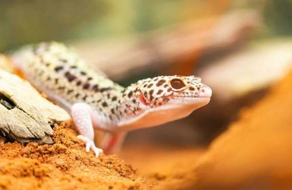 豹紋守宮飼養環境