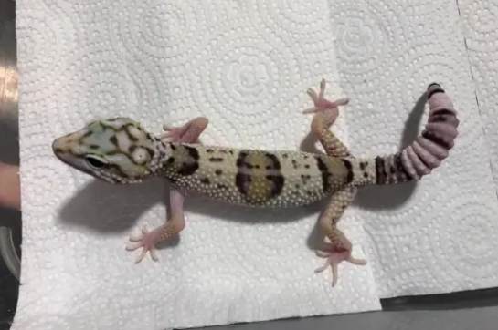 爬蟲類消化溫度