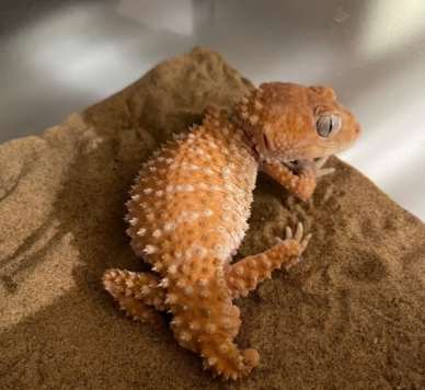 寵物守宮死亡後怎麼辦